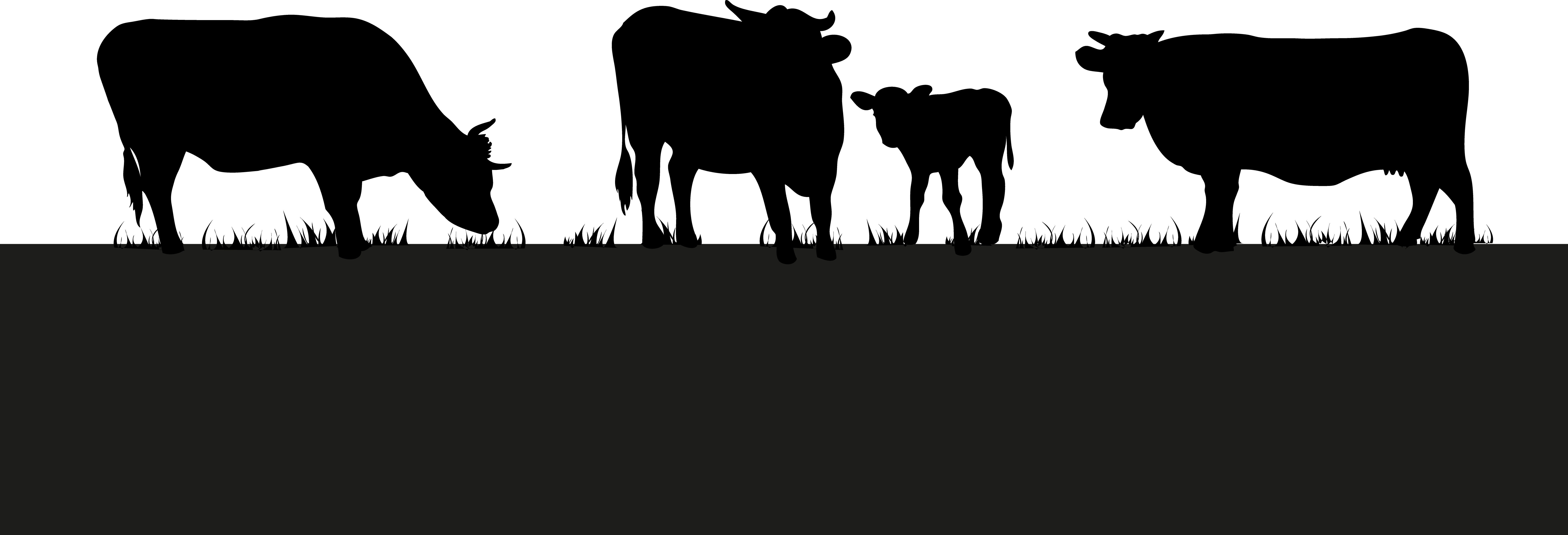 Découpe vaches